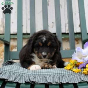 Catherine, Bernedoodle Puppy